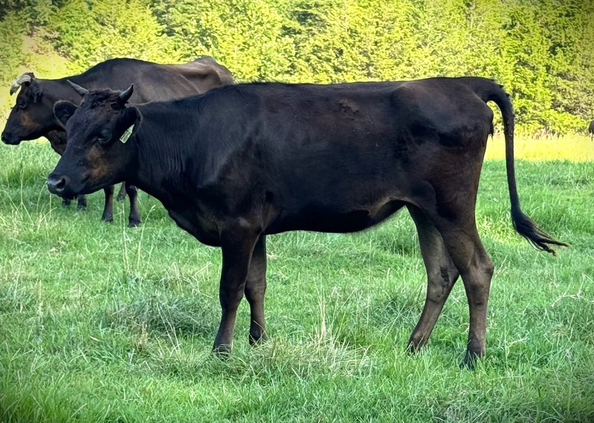 9 Registered Wagyu Heifers Available in Missouri